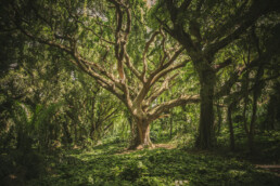 lush & sun-dappled forest scene, dominated by a large, mature tree in the center